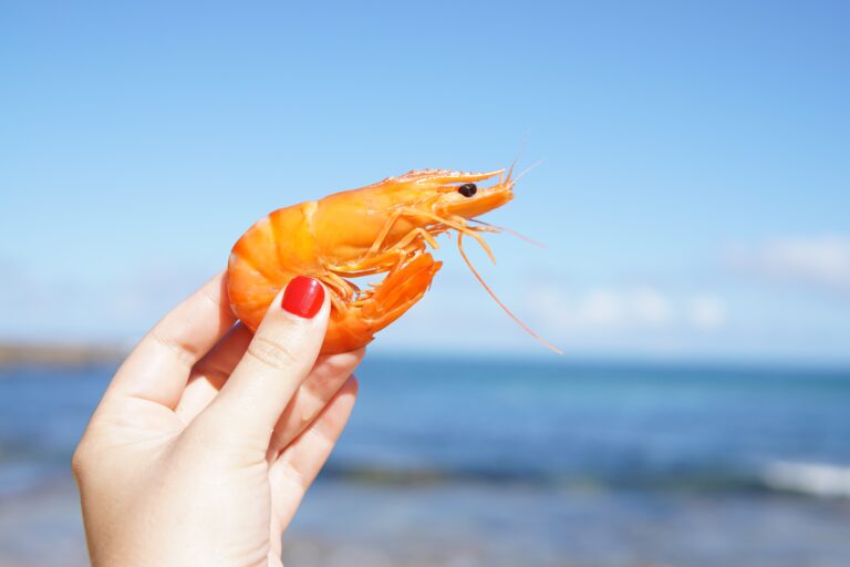 Conheça o viveiro de camarão e a sua importância